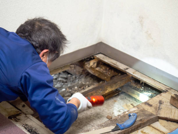 Best Kitchen Mold Remediation in Ridgewood, IL