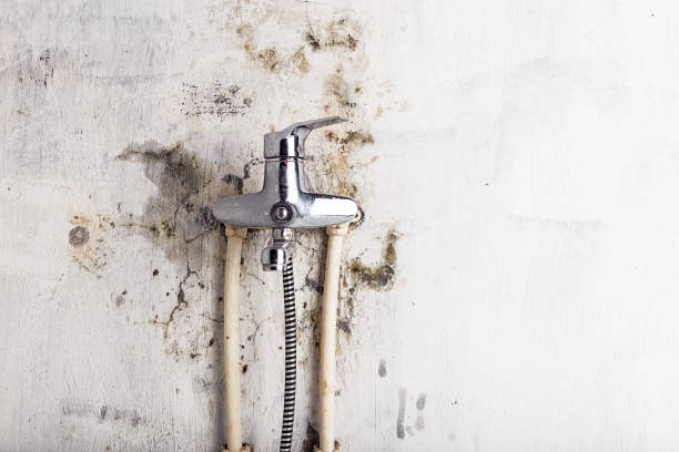 Best HVAC Mold Remediation in Ridgewood, IL