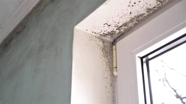 Best Mold Testing and Inspection Services in Ridgewood, IL