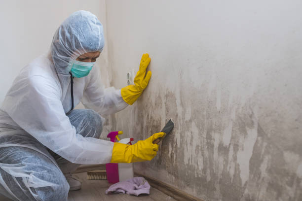 Best Post-Flood Mold Remediation in Ridgewood, IL