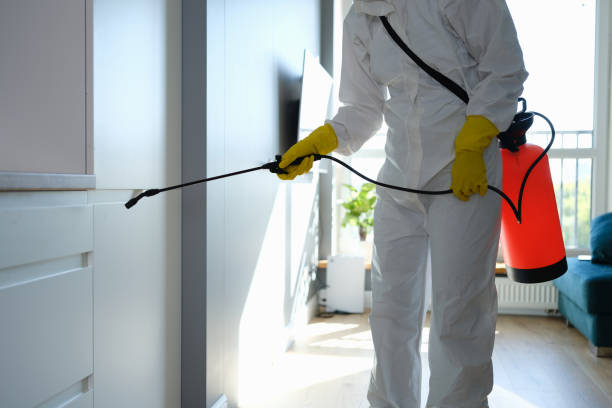 Best Residential Mold Remediation in Ridgewood, IL
