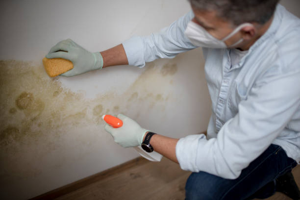 Best Health and Safety Mold Remediation in Ridgewood, IL