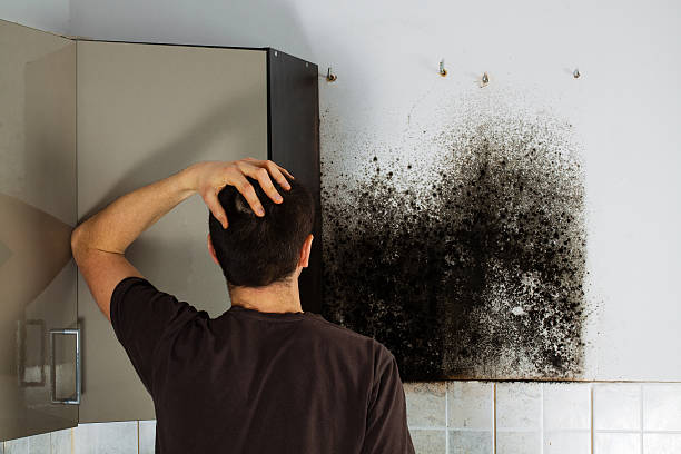Best Basement Mold Remediation in Ridgewood, IL