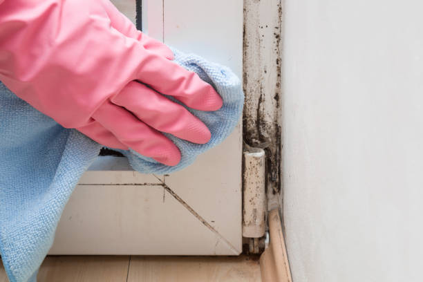 Best Industrial Mold Remediation in Ridgewood, IL