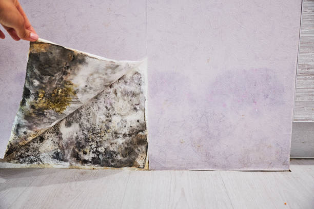 Best Localized Mold Remediation (e.g., coastal areas, humid climates) in Ridgewood, IL